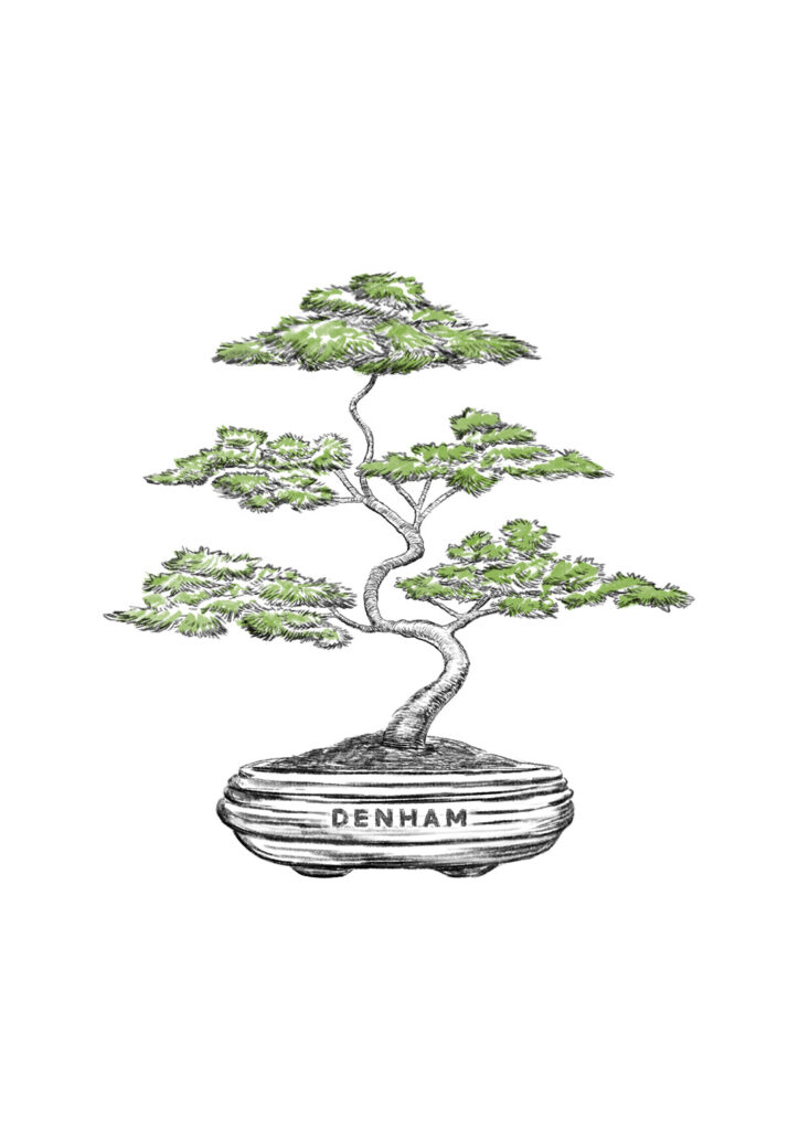 An illustration of a bonsai tree with green leaves. It has a hand-drawn feel to it, with 'DENHAM' written on the plant pot.